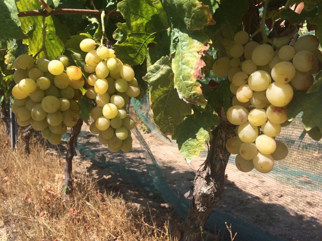 Agriturismo Mieleamaro Villa Olbia Kültér fotó