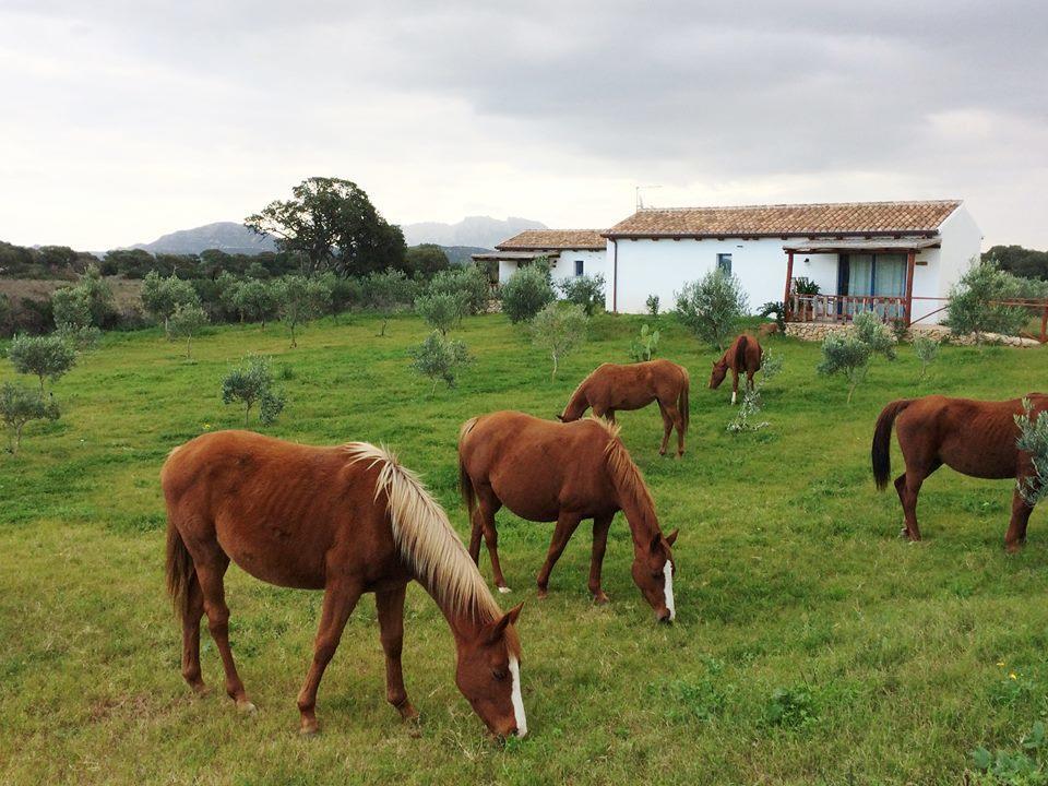 Agriturismo Mieleamaro Villa Olbia Kültér fotó